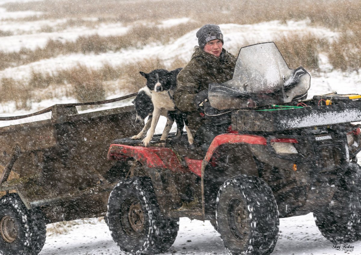 yorkshire_dales's tweet photo. It’s said that #farming is a way of life rather than a job.

James Metcalfe is captured here in #Swaledale with his loyal sheepdogs, feeding his sheep with silage stored from haytime to feed the sheep in winter. Out smiling, whatever the weather!

📷 Tom Kolour @UshaGapCampsite https://t.co/68IbN18Zgi