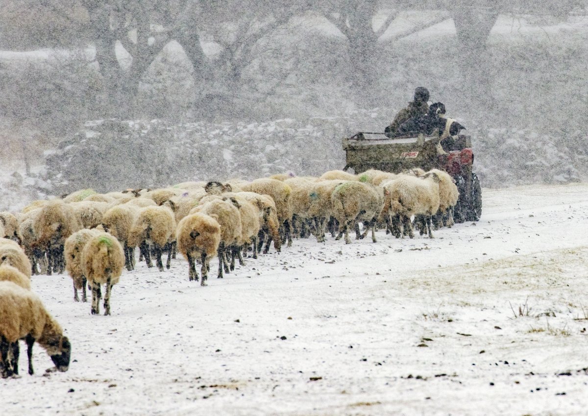 yorkshire_dales's tweet photo. It’s said that #farming is a way of life rather than a job.

James Metcalfe is captured here in #Swaledale with his loyal sheepdogs, feeding his sheep with silage stored from haytime to feed the sheep in winter. Out smiling, whatever the weather!

📷 Tom Kolour @UshaGapCampsite https://t.co/68IbN18Zgi