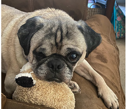 APARN's tweet image. New adoptable pug:  Koda - 6 Years - Male - aparn.org/adopt/koda-6-y…