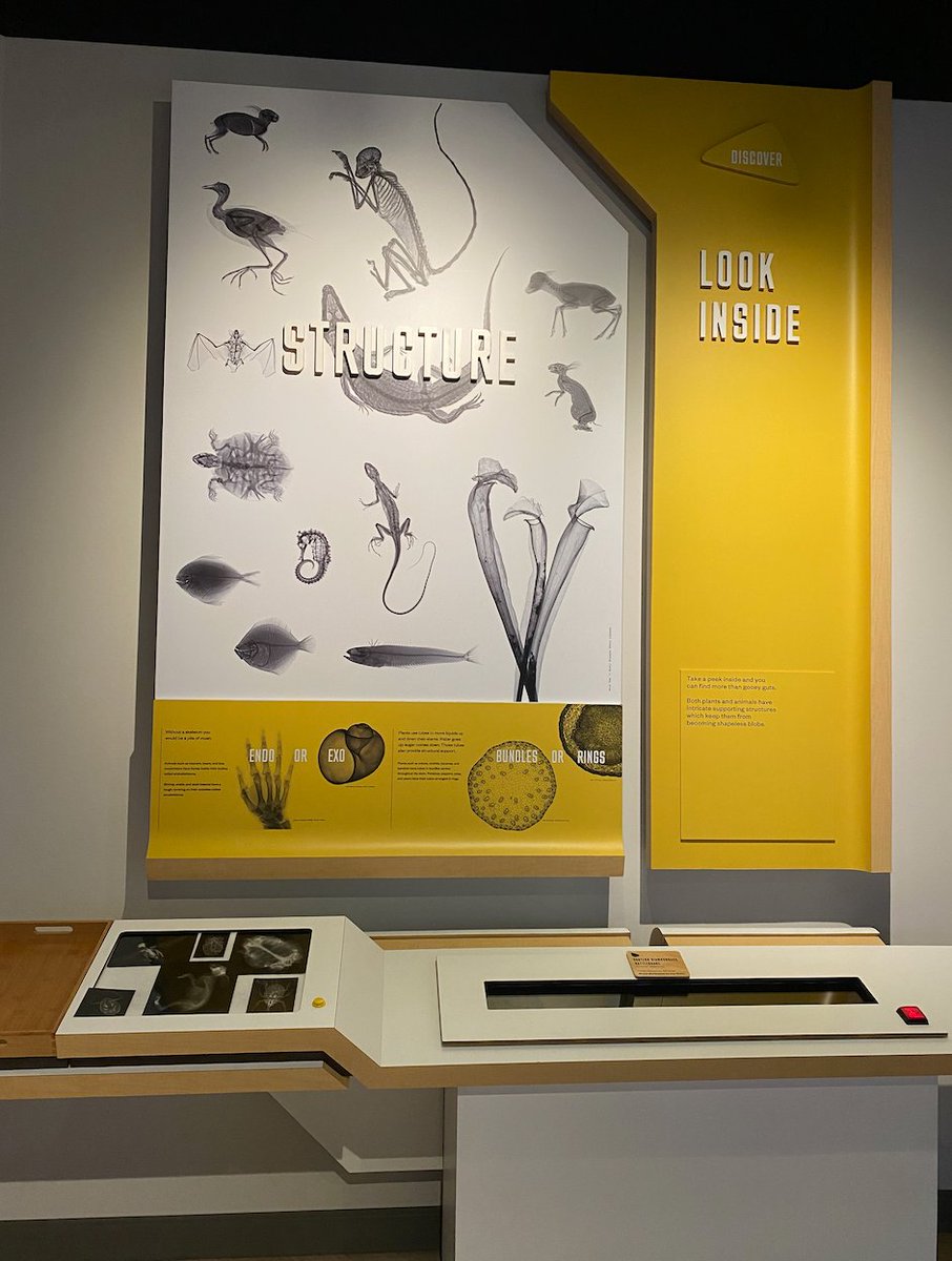 cookmuseum's tweet photo. Explore the Exhibits to solve the clues &amp; learn the importance of animals' bones @ the Skeletal Scavenger Hunt - March 13-18. All vertebrates have a skeletal structure for support &amp; strength &amp; are uniquely formed to serve a function that helps these animals survive. #cookmuseum https://t.co/ljkJyJD2JG