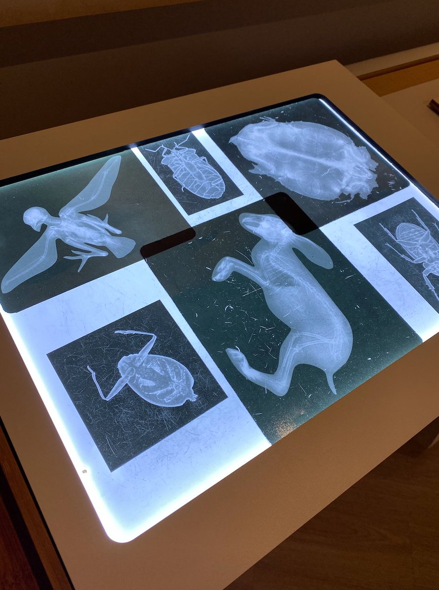 cookmuseum's tweet photo. Explore the Exhibits to solve the clues &amp; learn the importance of animals' bones @ the Skeletal Scavenger Hunt - March 13-18. All vertebrates have a skeletal structure for support &amp; strength &amp; are uniquely formed to serve a function that helps these animals survive. #cookmuseum https://t.co/ljkJyJD2JG