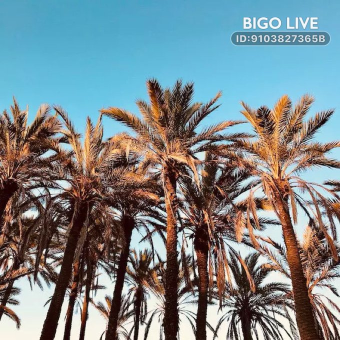 Come and see 💋SavAgeQueEn🐝 streaming live on #BIGOLIVE and make new friends!  https://t.co/S8TsgsKl6E<a href="/tag/bigolive"class="tags">#BIGOLIVE</a>