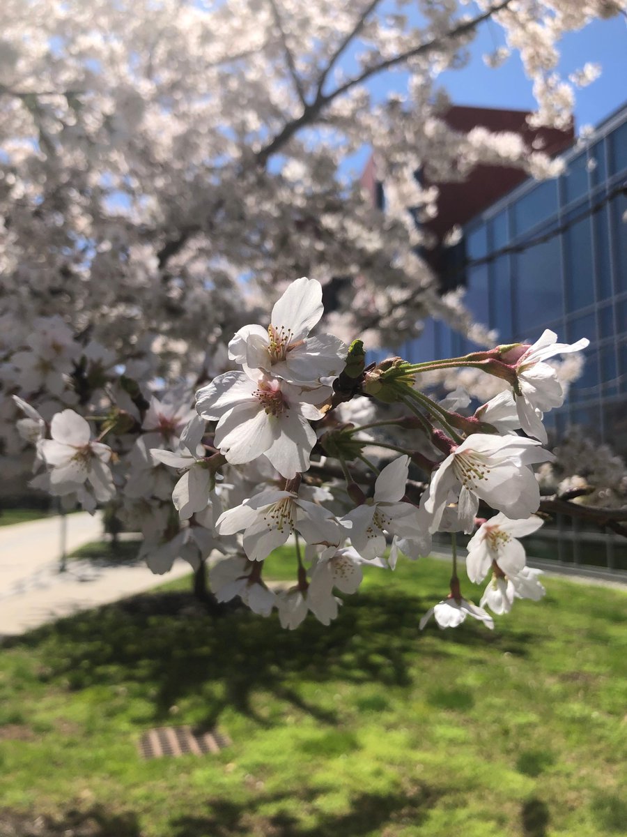 AdelphiU's tweet image. #SpringAtAdelphi season begins in a few days!  🌸 We love the way our campus blooms!