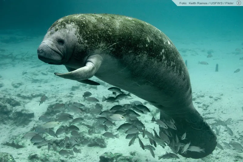 pilulasdolsd's tweet photo. Com toda essa história, o nome da ordem que inclui os peixes-boi ganhou o nome de Sirenia pela sua semelhança com as sereias. As sereias vão e vem, mas os Sirenia seguem ameaçados https://t.co/JIL3qNfDU6