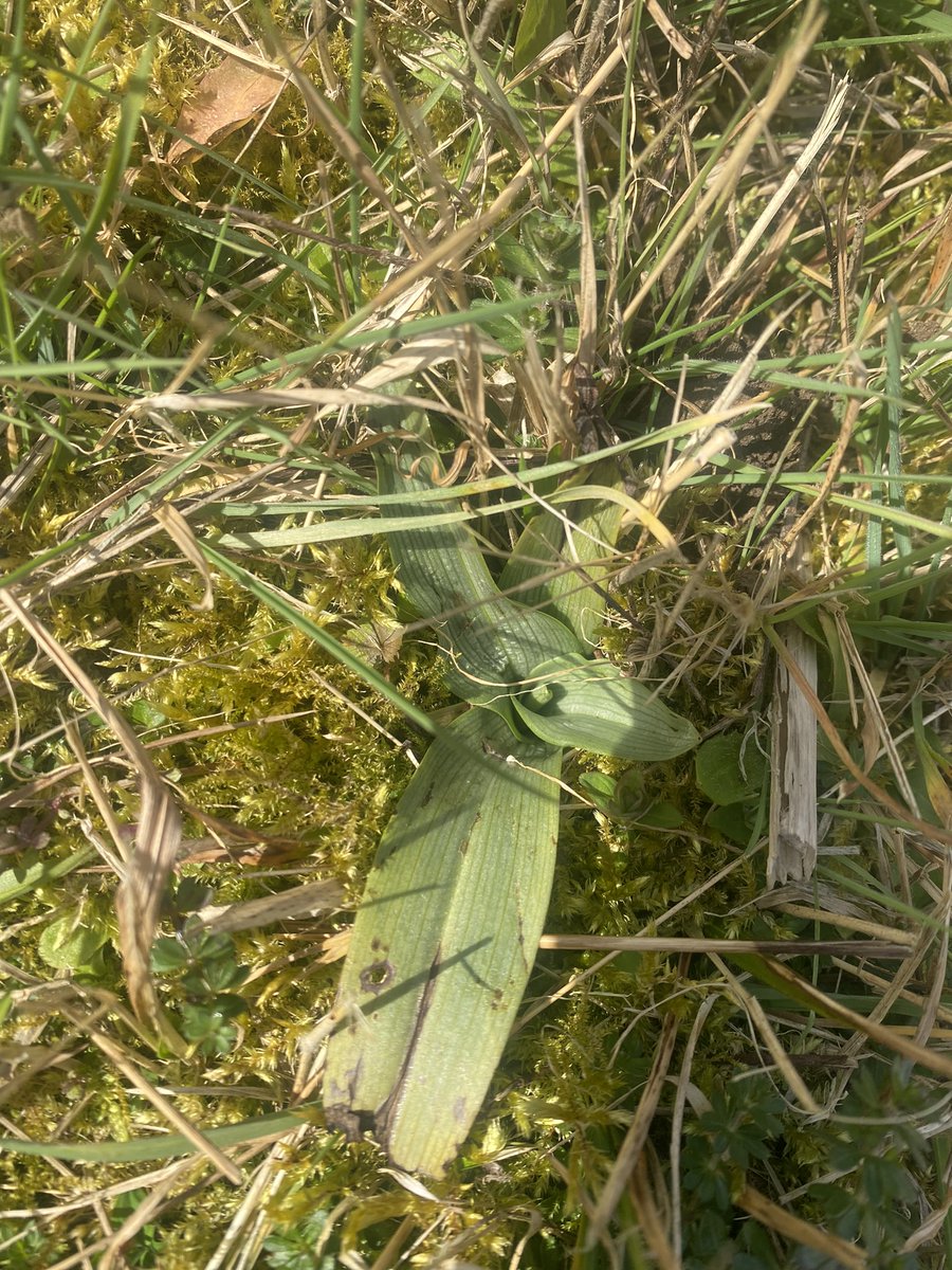 BCConservators's tweet photo. There was something big and beautiful burning brightly above #ParkDowns today!
It got us excited for spring and all that our south-facing chalk slope brings ๐ฆโ๏ธ๐ธ๐ผ๐ฆ
@Love_plants @Buzz_dont_tweet @savebutterflies @SurreyBirdNews @reigatebanstead https://t.co/8E5ZZbkCUb