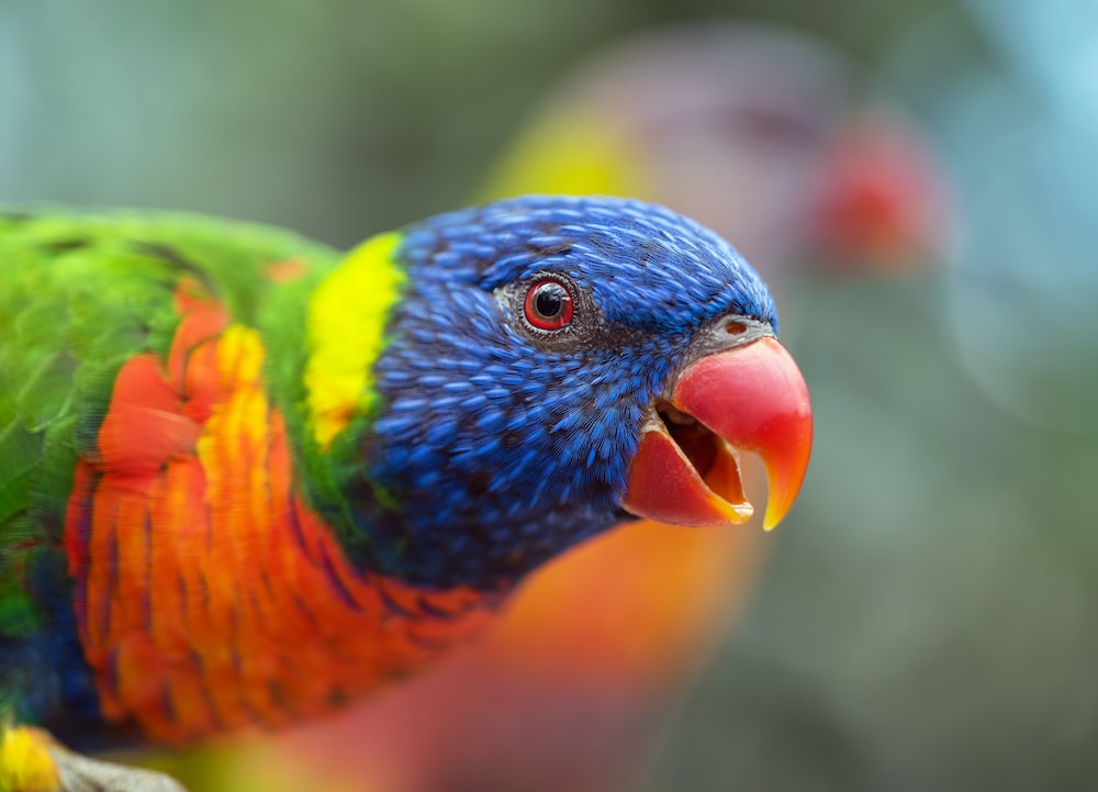 Postdoc opportunity alert!

My PhD advisor is hiring a postdoc to work on a fantastic new project on the genomics of color evolution in one of the most extraordinary avian groups, the Rainbow Lorikeets. 
evol.mcmaster.ca/~brian/evoldir…