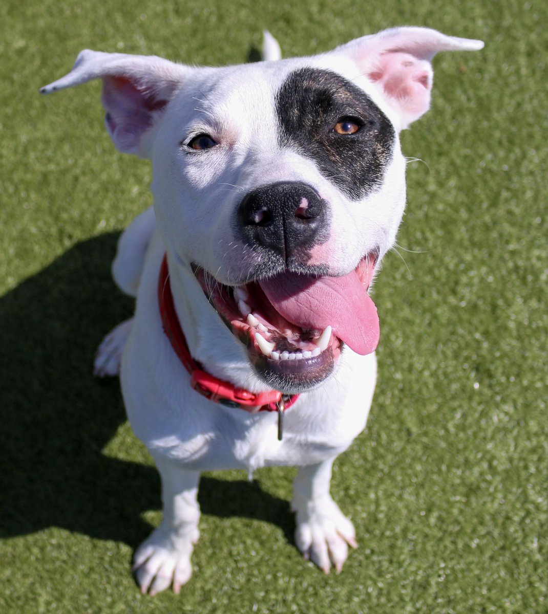 kshumanesociety's tweet photo. Maybe adopt Maeby?? 🐶

Maeby: https://t.co/HhM3wn7CWH
#AdoptICT #adoptdontshop https://t.co/8h8eMV1rBh