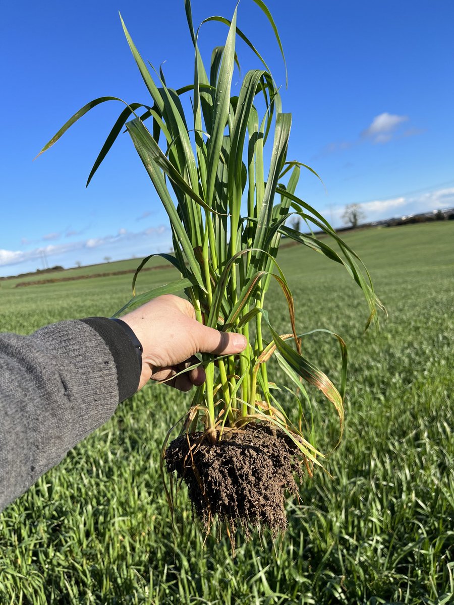 Peadar Whyte tweet media