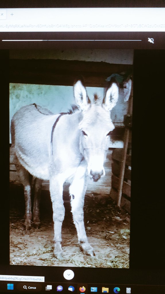 fossamastra's tweet photo. Il nostro nuovo Asino Comunale titolare dello sportello " Noicisiamosemprepervoi".
Ha vinto la selezione, oggi!
È incaricato di raccogliere le lamentele dei cittadini, petizioni, istanze e lamentazioni.
Se portate anche la biada,è meglio.
#comuniitaliani #cittadini #democracy https://t.co/q11nC3JQWZ