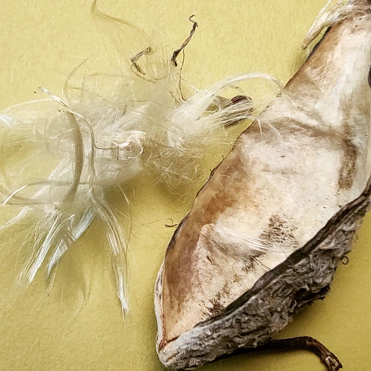 Fiber from nature that can be added to fine finish #clayplaster
cattails, sycamore pods, and milkweed
Add to plaster to help prevent micro-cracking &amp; where you want a little extra visual interest
#buildwithwhatyouhave #buildnaturally #naturesbounty