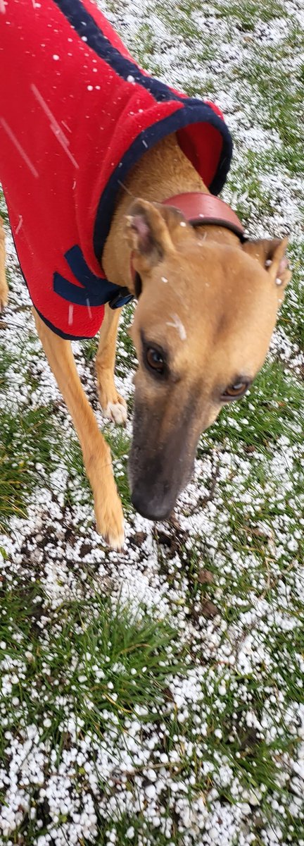 HelenGVarey's tweet photo. Seamus and I got pelted today. The hailstones were like peas, and then he lost his ball. https://t.co/r5YeEbgpn8