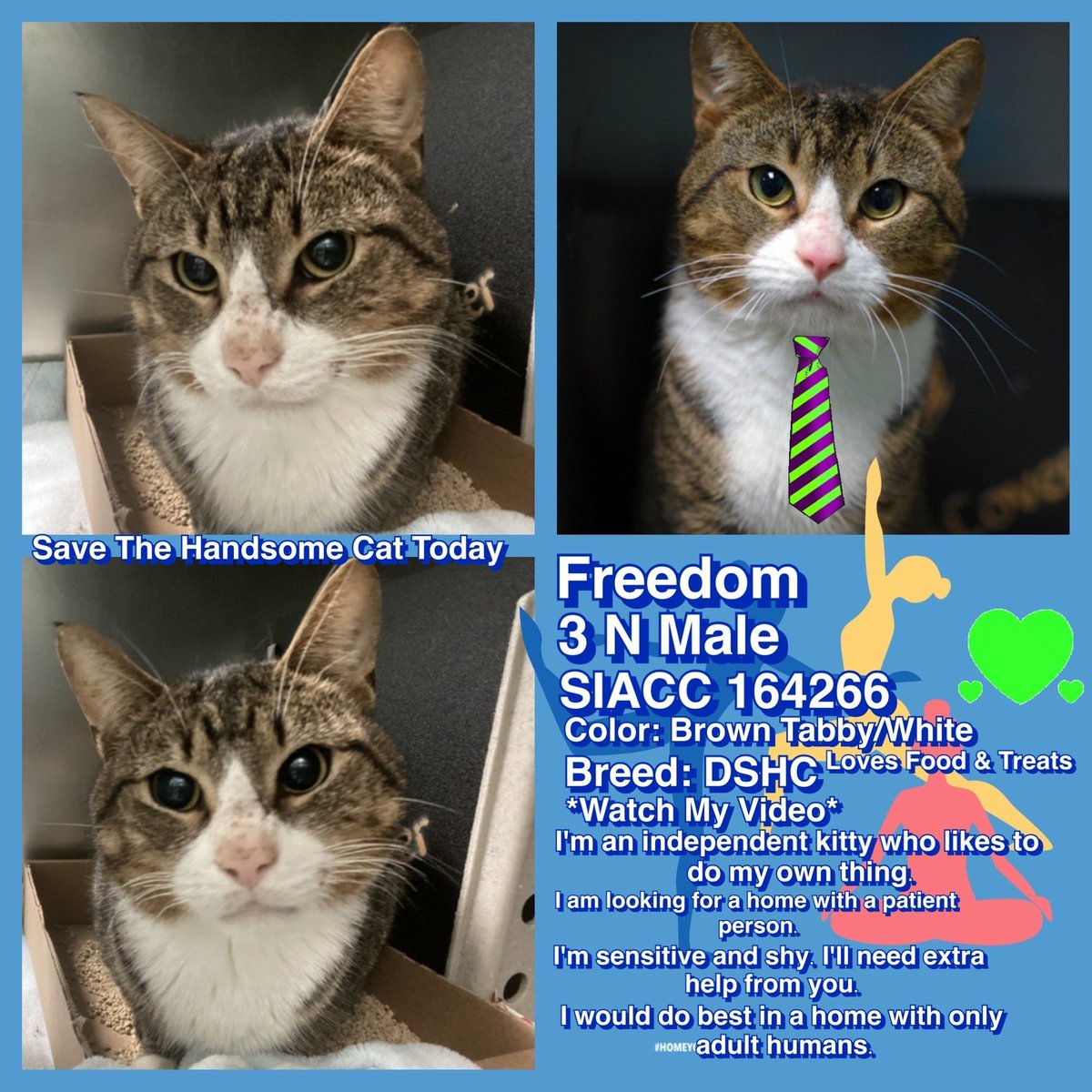 Kimberlykokourt's tweet photo. We Have 3 Handsome #Cats & #Kitten That Are Available For #Adoption #Foster #FosterToAdopt Or #Rescue (#NewHopePartner) At The #StatenIsland Animal Care Center (#NYCACC Shelter) #Freedom #ID164266 #BlueCub #ID166488 & #Belgium #ID166333! #CatsOfTwitter #KittensOfTwitter #Cat RT https://t.co/IrT9YcghP2