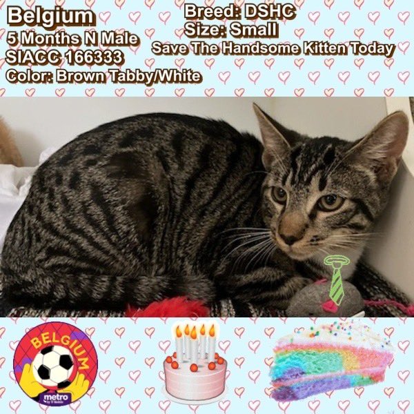 Kimberlykokourt's tweet photo. We Have 3 Handsome #Cats & #Kitten That Are Available For #Adoption #Foster #FosterToAdopt Or #Rescue (#NewHopePartner) At The #StatenIsland Animal Care Center (#NYCACC Shelter) #Freedom #ID164266 #BlueCub #ID166488 & #Belgium #ID166333! #CatsOfTwitter #KittensOfTwitter #Cat RT https://t.co/IrT9YcghP2