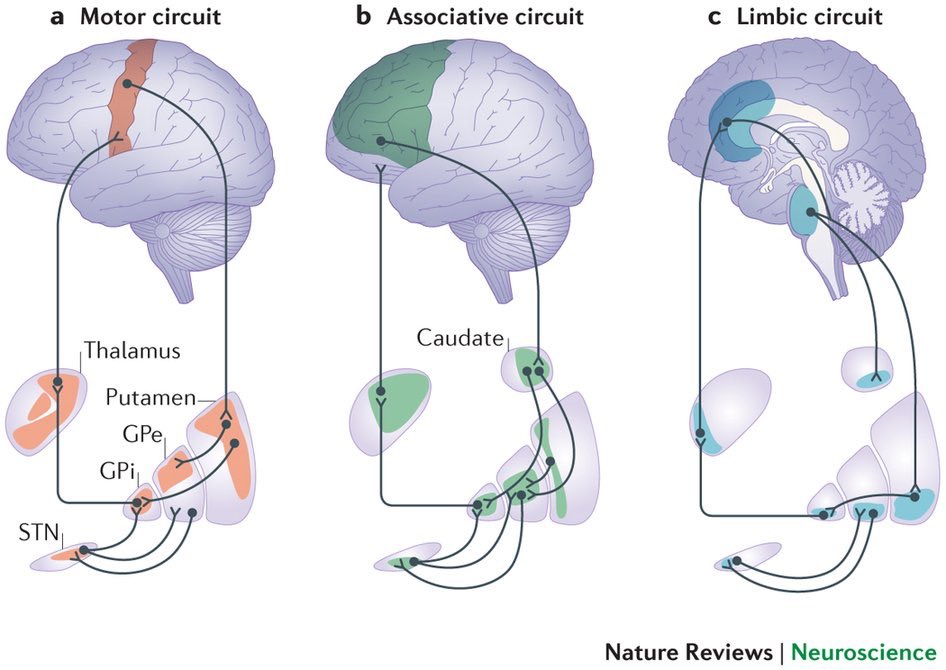 DrPharmDMDTh's tweet photo. 🧠A fronto-striato-subthalamic-pallidal network for goal-directed and habitual inhibition

Source: @Nature 

#neurotwitter #vascular #brain #MedTwitter #medicine #MedStudentTwitter #MedEd #brain #neurology #anatomy https://t.co/mMRWv6zUnT