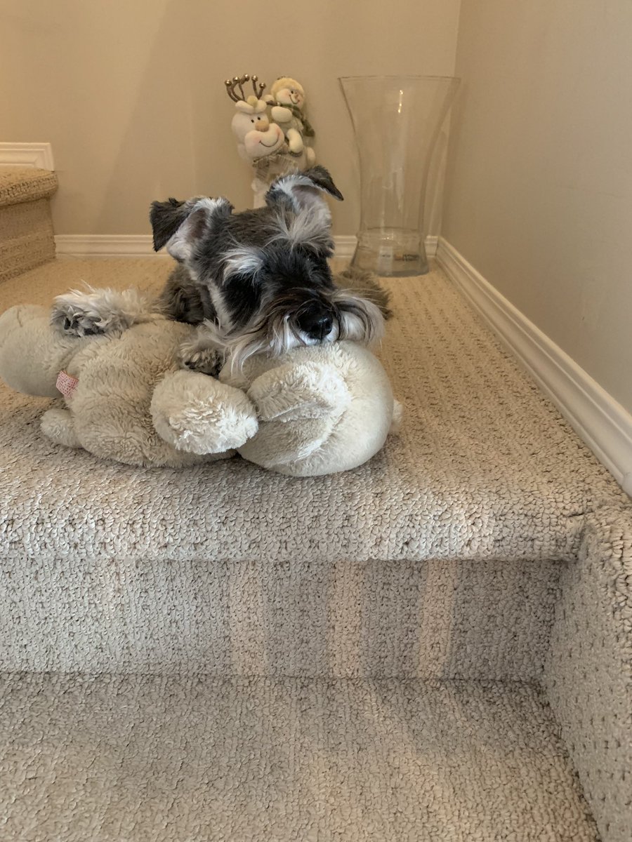 margLbarr's tweet photo. @RougeRuminant Snuggling puppies (or bears 😍) is always a good strategy! https://t.co/qIrxMuCSwT