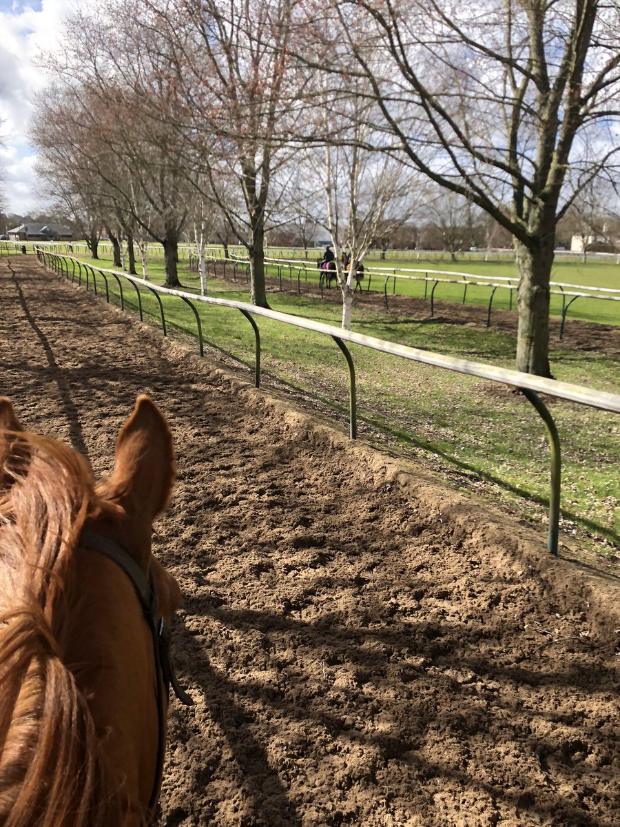 SPearce_Racing's tweet photo. Hanoverian King and Red Evelyn out on the Heath this morning! Thankfully the sun appeared! #newmarket #racehorses #training #spear eracing #horseracing #sunshine #severals #newmarketgallops @NewmarketGallop https://t.co/LqZxGngC3j