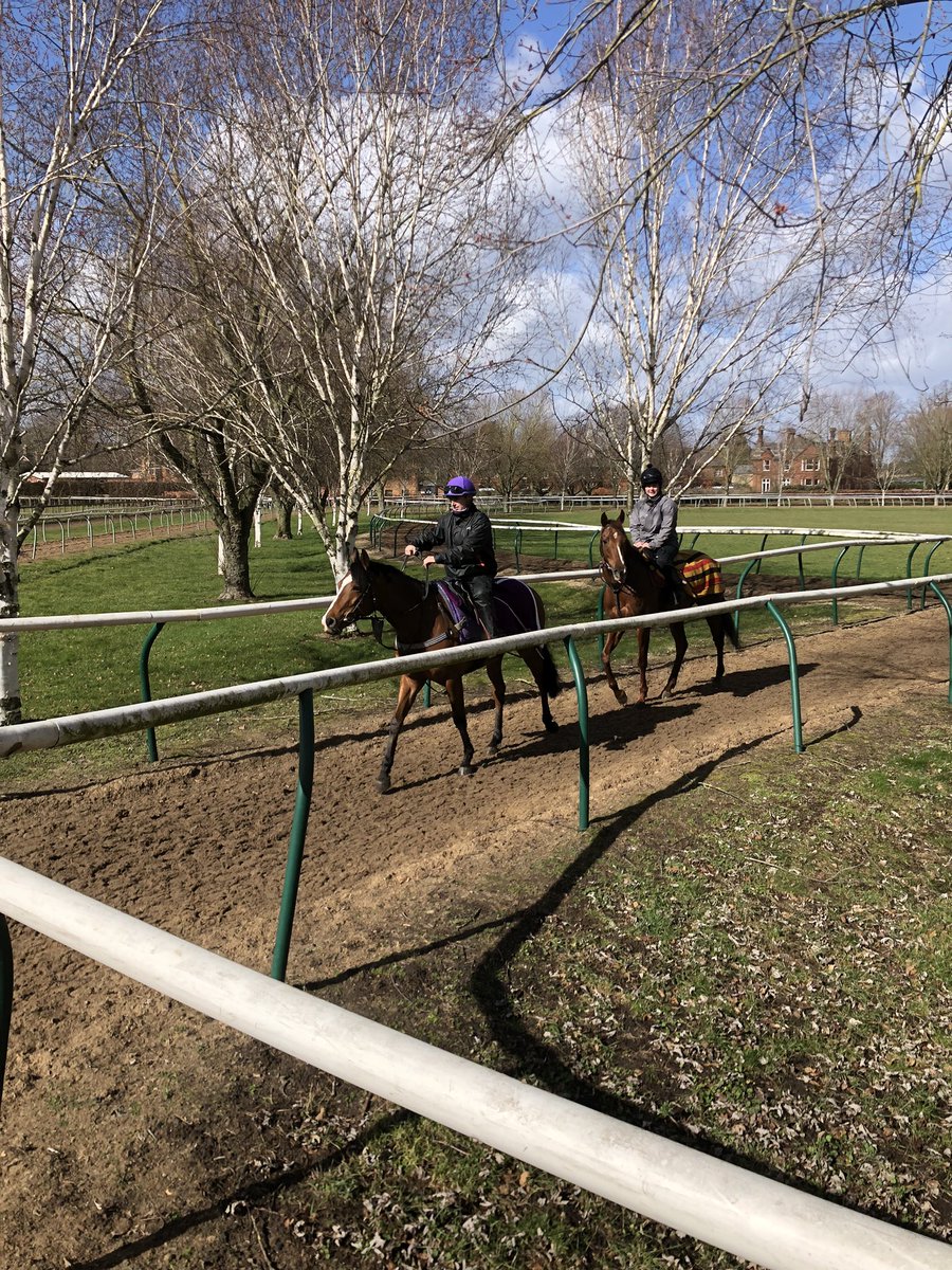 SPearce_Racing's tweet photo. Hanoverian King and Red Evelyn out on the Heath this morning! Thankfully the sun appeared! #newmarket #racehorses #training #spear eracing #horseracing #sunshine #severals #newmarketgallops @NewmarketGallop https://t.co/LqZxGngC3j