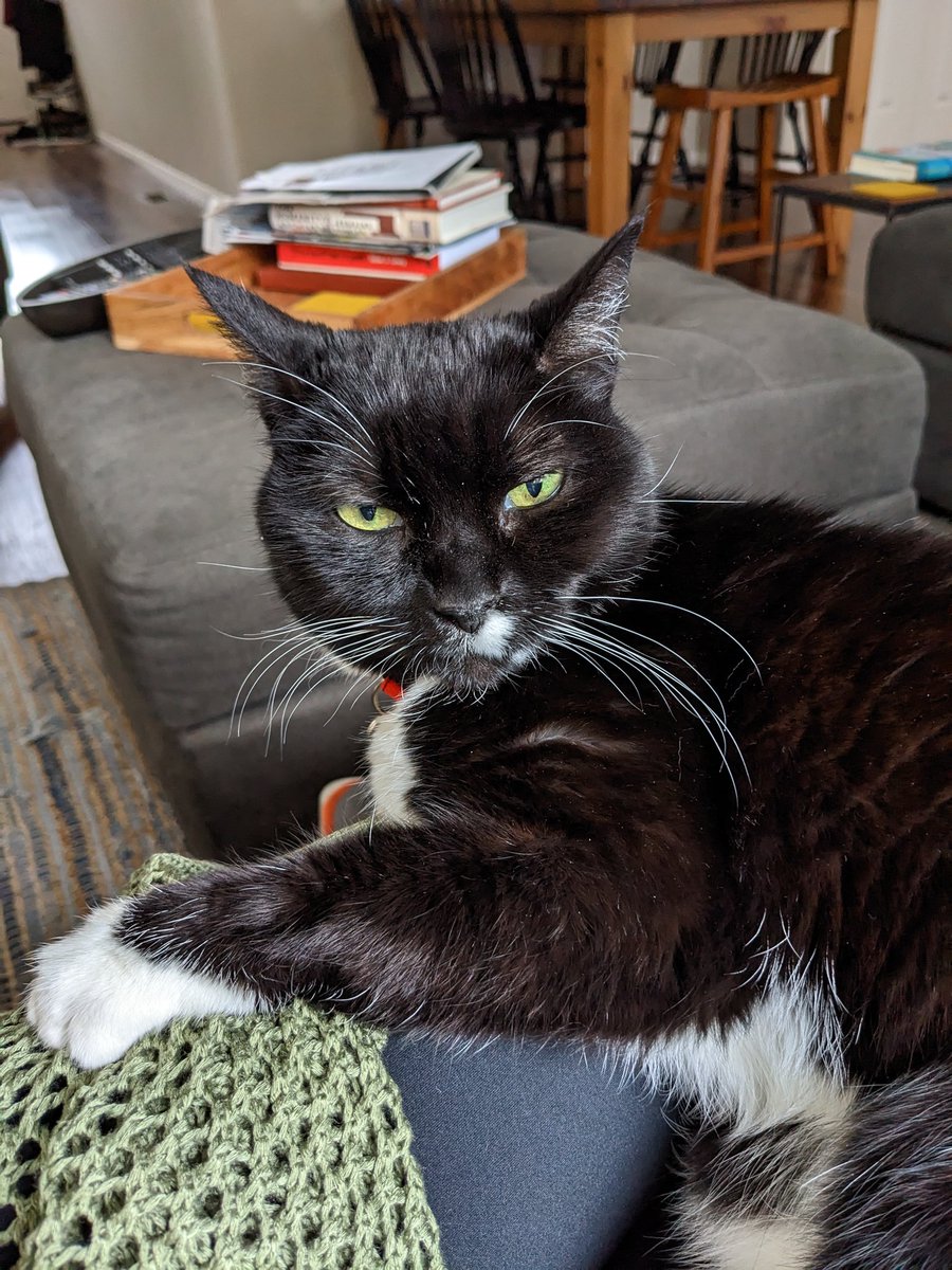abcdlaney's tweet photo. everyone please
look at my cat 🥰 https://t.co/seJCXCSWfi