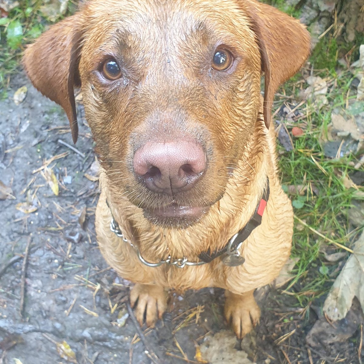 Whitefield_S's tweet photo. Muddy walks with this guy ... #memorablemoments https://t.co/y5a8w2tX1q