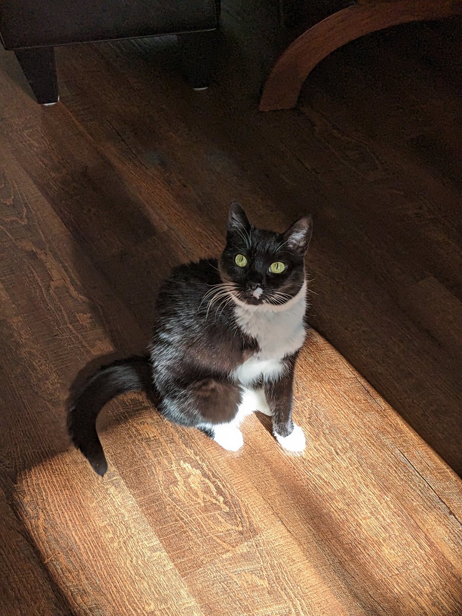 abcdlaney's tweet photo. everyone please
look at my cat 🥰 https://t.co/seJCXCSWfi