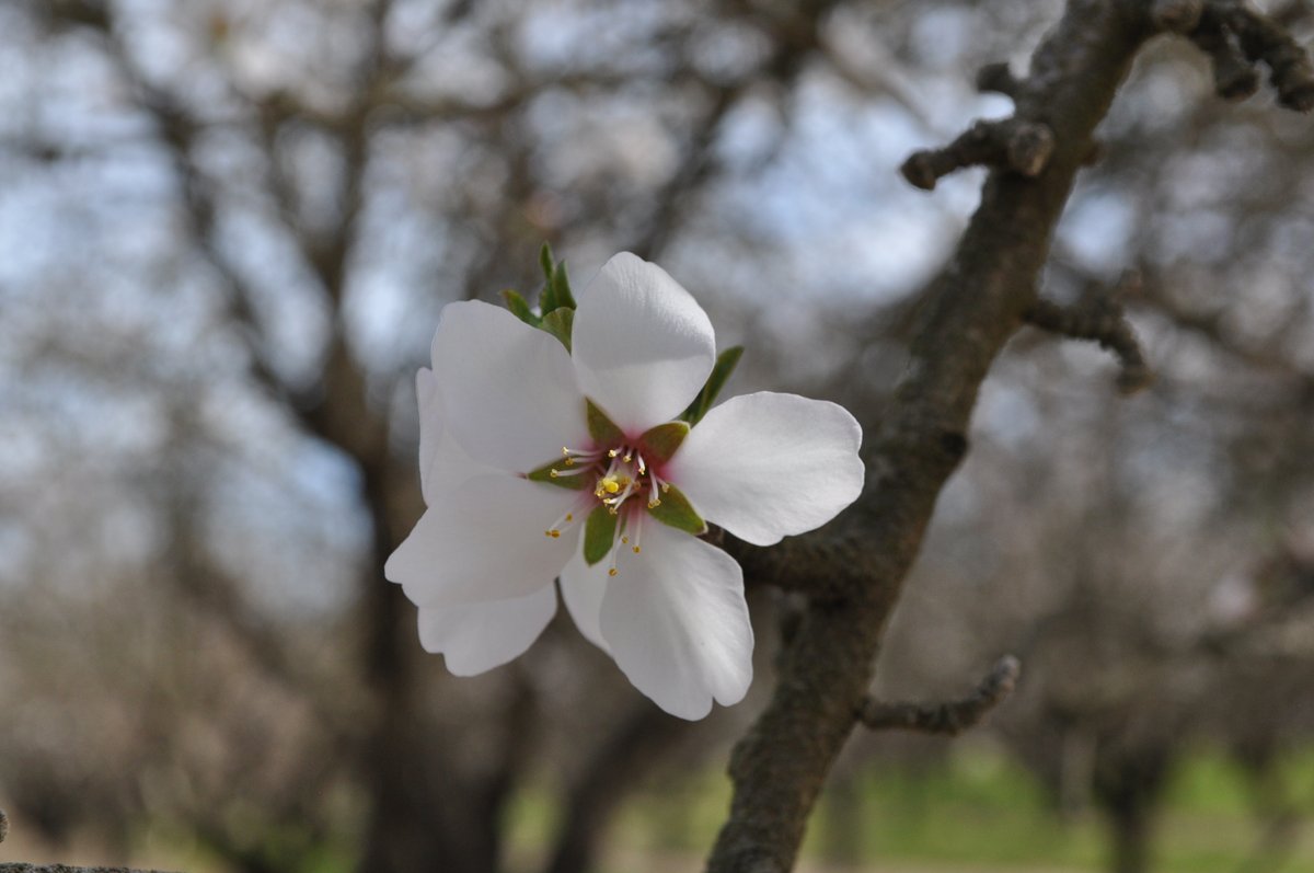 BenGoudie's tweet photo. Blue Diamond Almond Market Update

https://t.co/abKtri05NZ

#wearebluediamond #almonds https://t.co/oR9XS3it9c