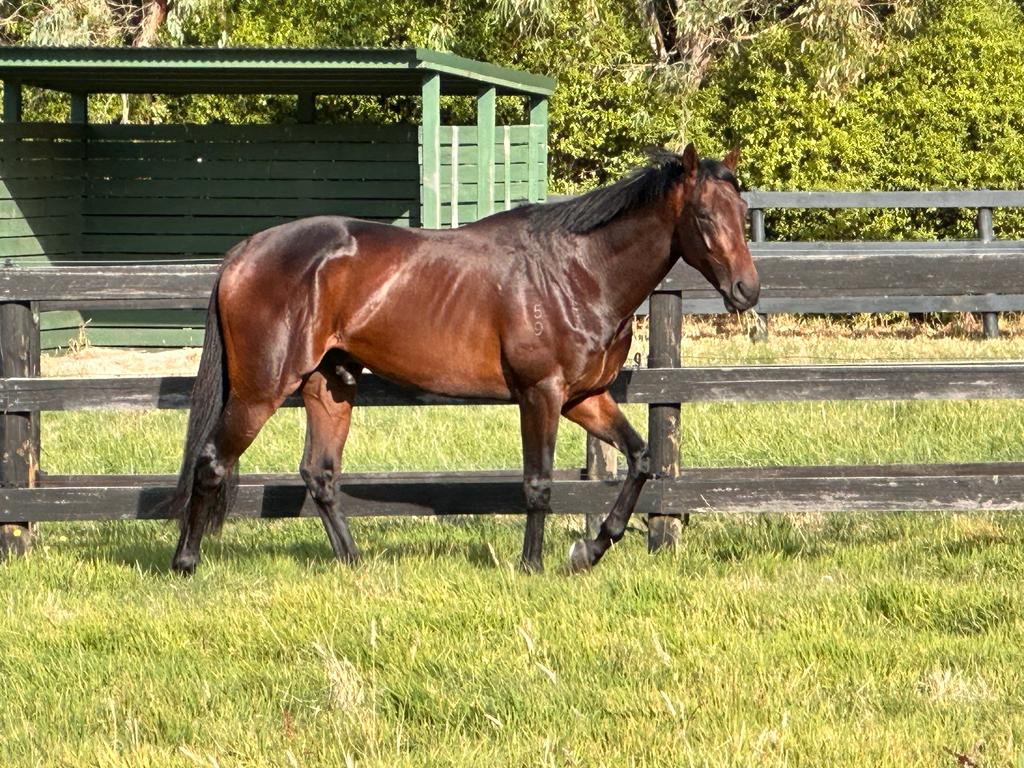 We’re thrilled with how Virtuous Circle has come through his Guineas run - so much so that he will bypass this weekend and head to the Australian Cup <a href="/FlemingtonVRC/">Victoria Racing Club</a> next. 

He looks outstanding here relaxing <a href="/Macedon_Lodge/">Macedon Lodge</a>