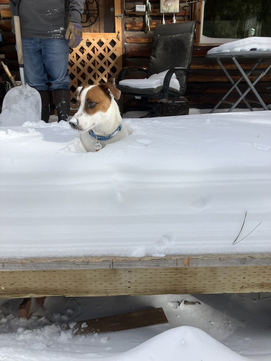 Jax (@jaxdoglife) on Twitter photo 