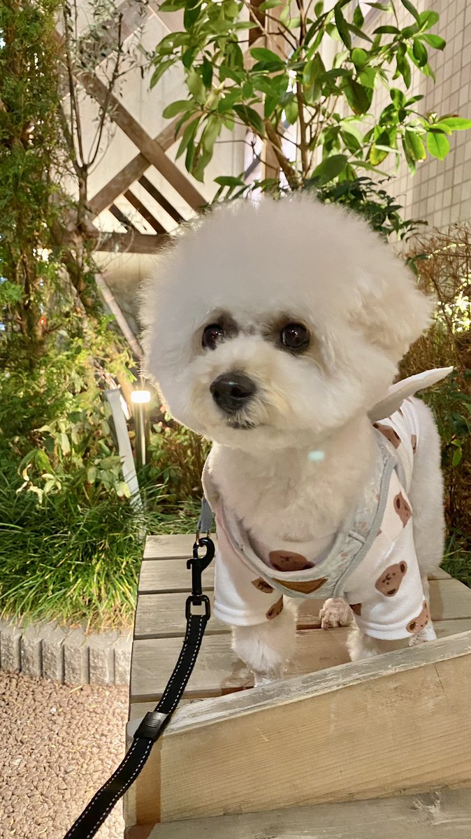 おはようございます🌞
昨日はトリミング✂︎でした。
写真の角度や昼夜あるけど、別犬すぎる🤣🤣🤣
目の大きさが違いすぎて🤣
今回は頭がいつもよりまんまるめで、ビション度高い感じになりました〜🥰