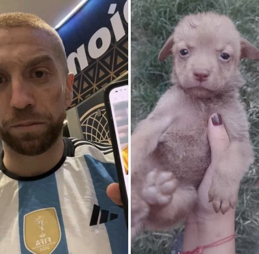 Anetacleta's tweet photo. Jajajajaja el perro Papu Gómez https://t.co/Tteo64tGPr