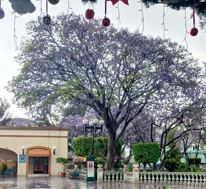 #TomaDato 🌧️🌧️  Cae la primer lluvia de año, así luce el parque Ecológico en Tehuacán. Si tienes pensado salir de casa toma tus precauciones .
De acuerdo a Protección Civil del estado la lluvia de la tarde podría ...
#EfectoComunicación