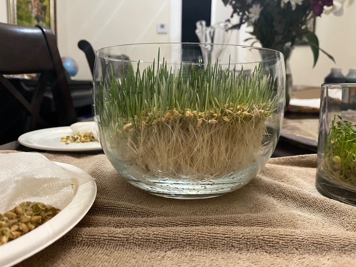 MaryamGhatee's tweet photo. Twitter Iroonis: check out these roots! Is this normal? #sabze #Nowruz #PersianNewYear 🌱 https://t.co/irv1YWlOkj