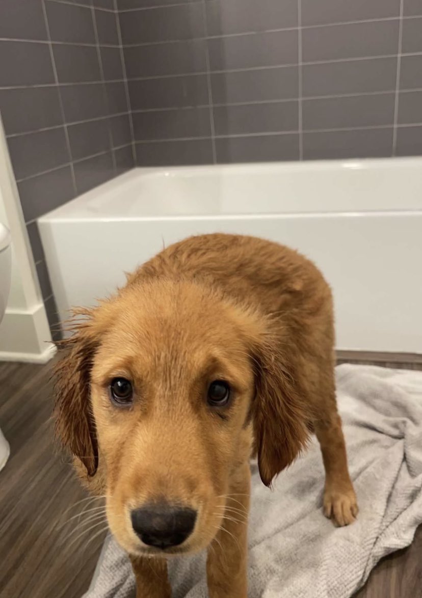 tylxrIV's tweet photo. Bath time 🛁 https://t.co/cJd6sePvpR