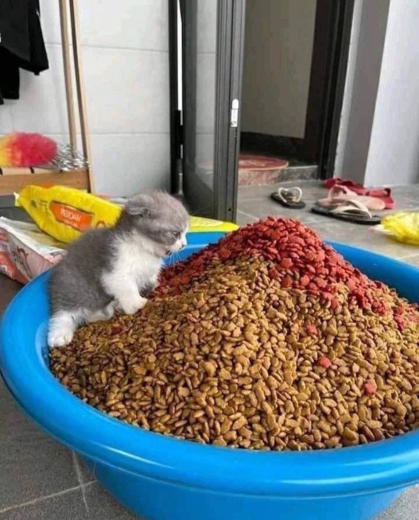 14 mayısta kazanan kişi bize böyle bir parti vermeli