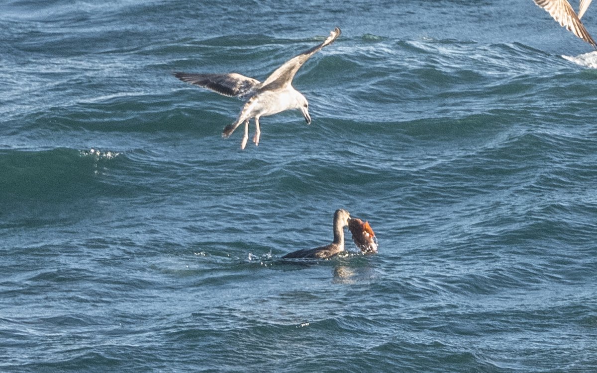 David Parody ๐ฌ๐ฎ (@dparody) on Twitter photo 2023-03-14 19:23:55 Didn't manage to catch any of the thousands of raptors today. But here is an interesting sequence of a Cormorant fishing a rather large fish which it eventually loses to the mobbing gulls! @GibReserve @GibMarine @gonhsgib #birding Didn't manage to catch any of the thousands of raptors today. But here is an interesting sequence of a Cormorant fishing a rather large fish which it eventually loses to the mobbing gulls! @GibReserve @GibMarine @gonhsgib #birding