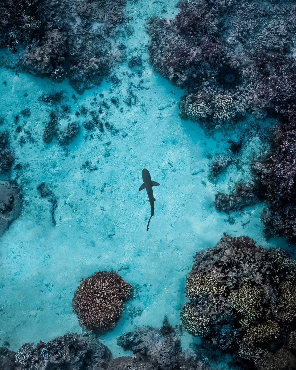 Timmboslice_'s tweet photo. Gm 💙

After 3 long years I’m excited to share that “Shallows” is now live on @SuperRare 💎

This is my first ever shark capture &amp; is listed a part of the Sapphire Series 

🔗🦈⬇️ https://t.co/fjZ5gt6Yih