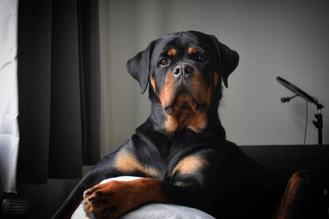 Rottweilerowns's tweet photo. https://t.co/2EXvNSWCky