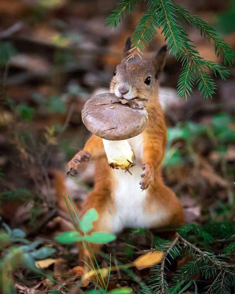 Yay for a yummy snack!! 🍄😋🍄

#foryou #love #squirrel #adorable #cute