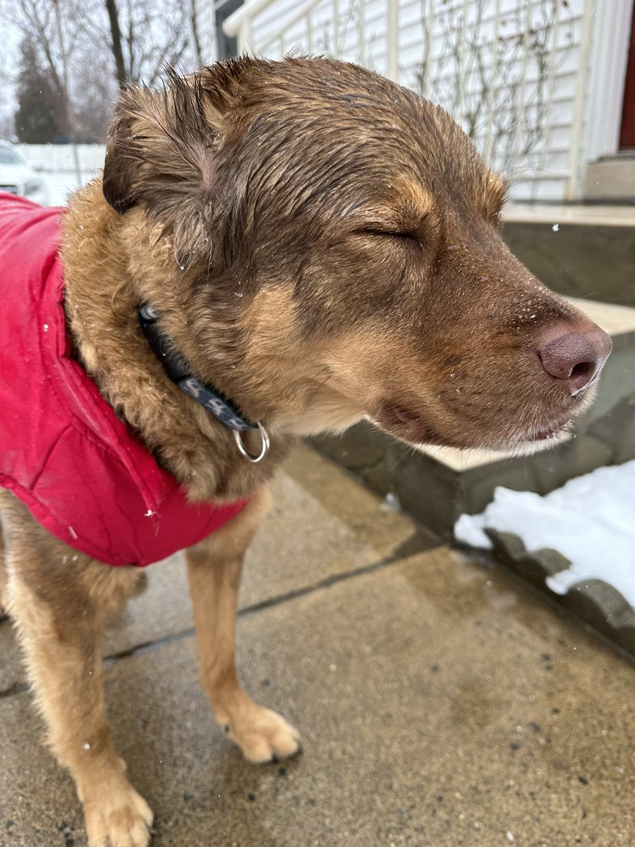 CiaraSpeller's tweet image. When mom tells you it's time to come in after playing outside for an hour.. 

"Maybe if I act like I can't see her she'll go away.." 

 Oh Bruno! This dog is really a trip! 😂🙄

#snowdogs #dogsofwinter #dogsoftwitter