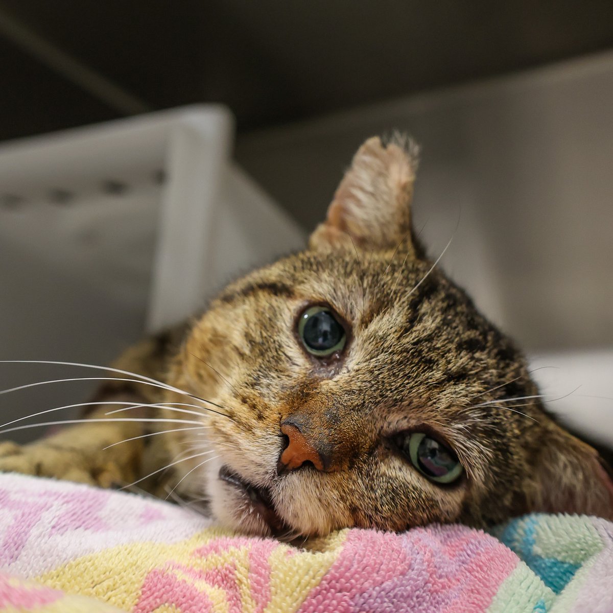 PAWSChicago tweet media