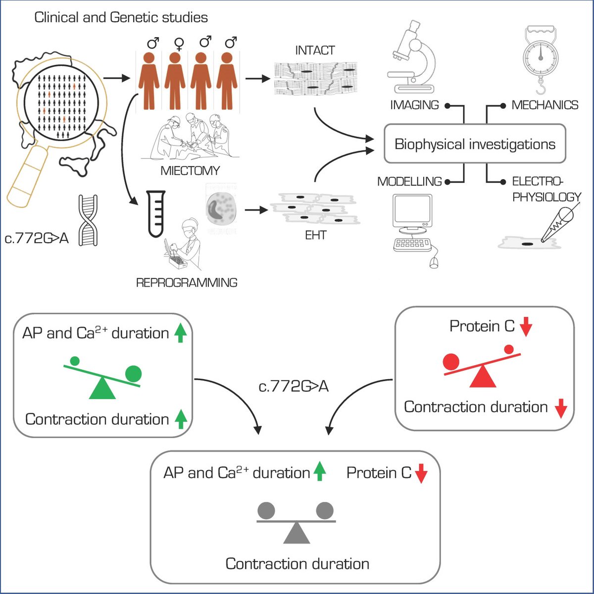 CircRes's tweet image. Pioner &amp;amp; colleagues found that #myofibrils of patients with a mutation in #MYBPC3 causes an acceleration of cross bridge kinetics in the #sarcomeres and an increased energetic cost of contraction. Learn more at ahajrnls.org/3TfGe3I