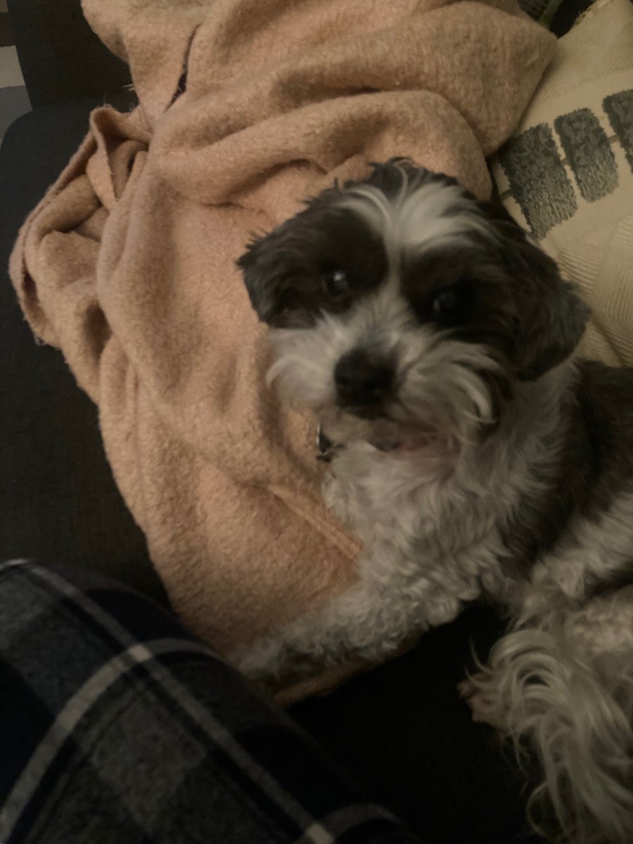 clevack's tweet photo. thanks to everyone across canada who watched #ilikemovies this weekend! we were the number one movie at @TIFF_NET, which is totally wild. very grateful for the folks coming out to see our tiny film in theatres. here is a picture of my elderly dog who is in the film. https://t.co/4vbL5RWg3t
