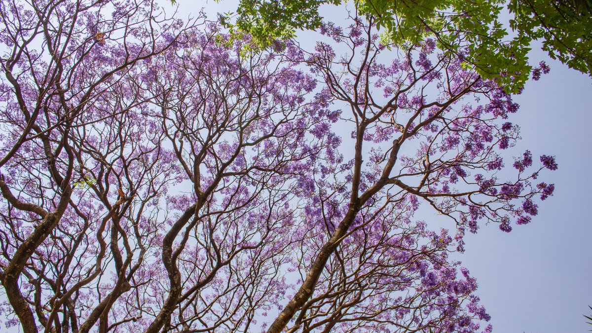 ChapultepecCDMX's tweet photo. ¡Es temporada de #Jacarandas en el Bosque de Chapultepec! 

Cada año, su floración tiñe a la Segunda Sección de un color lila, anticipando la llegada de la primavera ☀️ https://t.co/81rzNdkdlc
