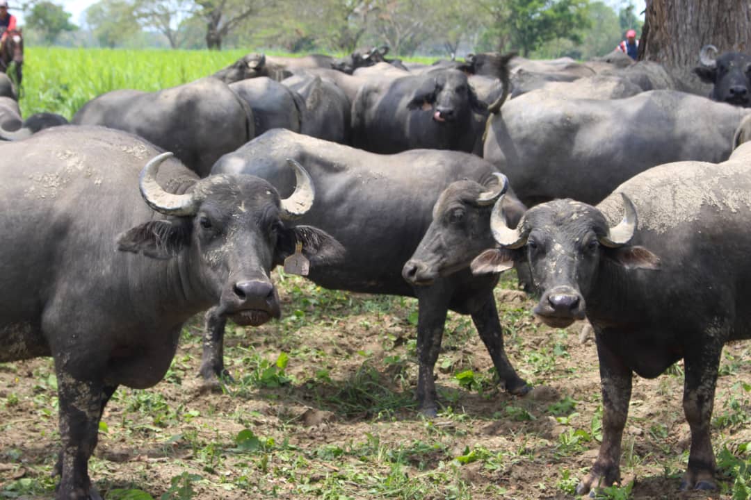 Venezuela posee el rebaño más grande de bufalinos y bovinos de América Latina

ow.ly/RJp750NhXVT