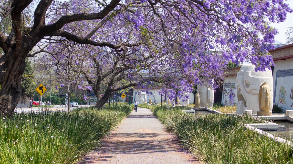 ChapultepecCDMX's tweet photo. ¡Es temporada de #Jacarandas en el Bosque de Chapultepec! 

Cada año, su floración tiñe a la Segunda Sección de un color lila, anticipando la llegada de la primavera ☀️ https://t.co/81rzNdkdlc