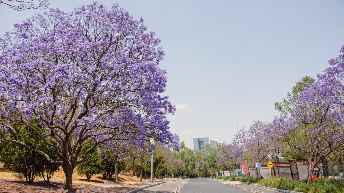 ChapultepecCDMX's tweet photo. ¡Es temporada de #Jacarandas en el Bosque de Chapultepec! 

Cada año, su floración tiñe a la Segunda Sección de un color lila, anticipando la llegada de la primavera ☀️ https://t.co/81rzNdkdlc