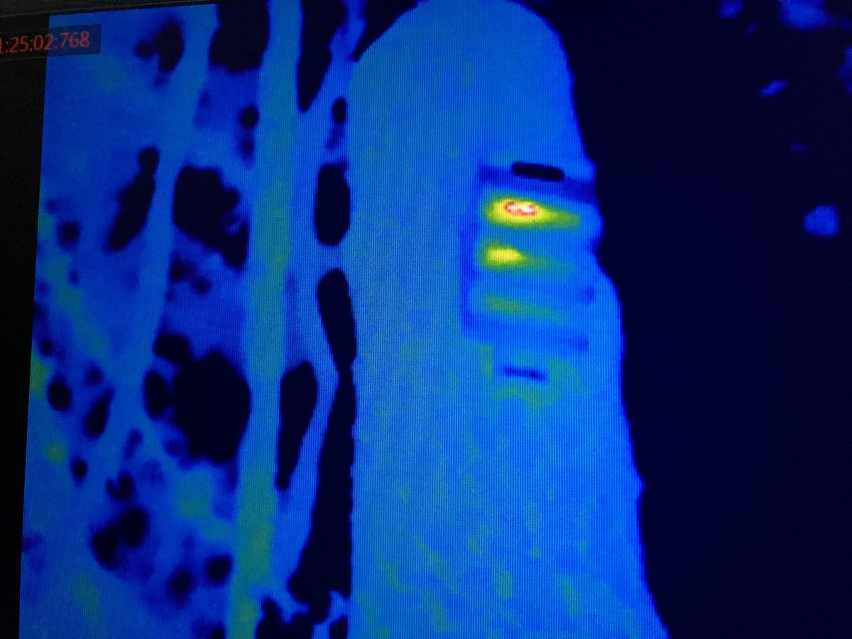 FionaDavies223's tweet photo. Nice to see the long tailed bat/ pekapeka are still enjoying their Project Echo bat boxes with over 50 bats counted in just one box last night!
We are undertaking emergence surveys alongside infrared and thermal imaging camera recordings to show the boxes are still occupied. https://t.co/rrcbjI0mwp