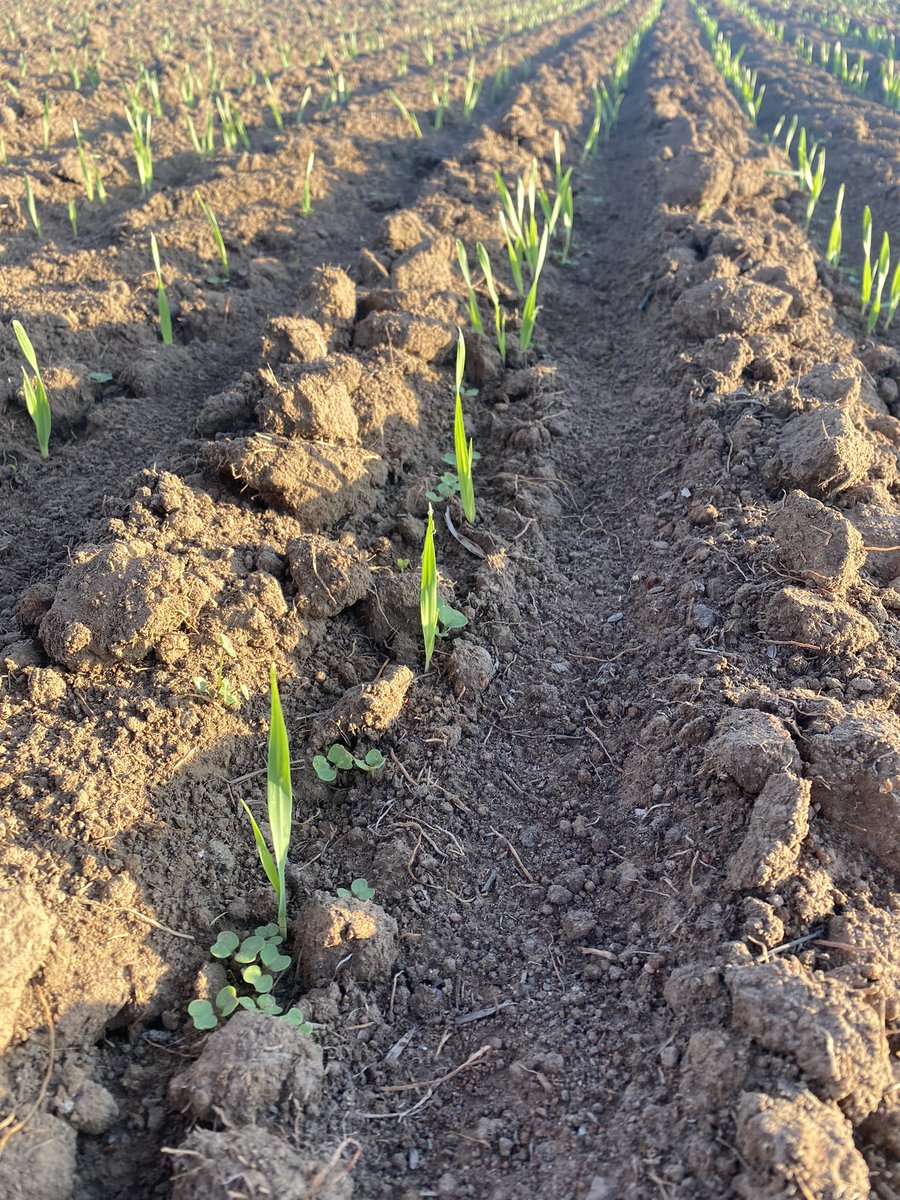 lmkmills1's tweet photo. Grazing Brassica and oat mix watered up for a bit of feed before sowing rice later in the year. 🌾 https://t.co/umWpZ994DZ