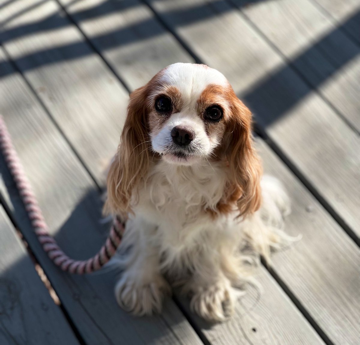 Getting ready for #GlobalPetExpo Should I start working on my packing list?