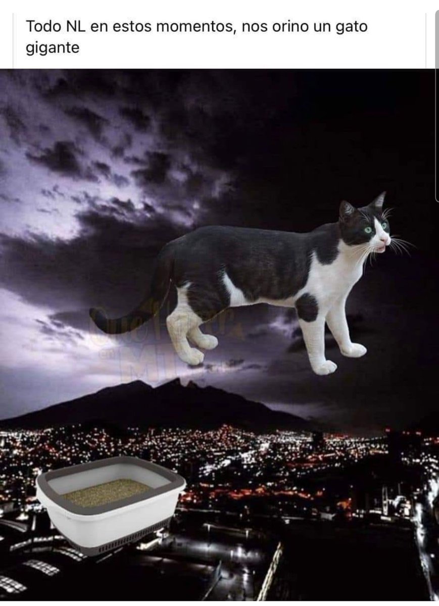 RodadaTv's tweet photo. Jajajaja que dicen que #Monterrey olía a pipí de gato anoche jajaja #pipidegato https://t.co/nyeR3hBTwX