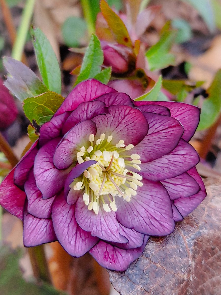LotteTruelsen's tweet photo. Oh, I love this Hellebore Double Ellen 💕 
#Helleboreheaven #Flowers #gardening https://t.co/8yz6hOaBLO